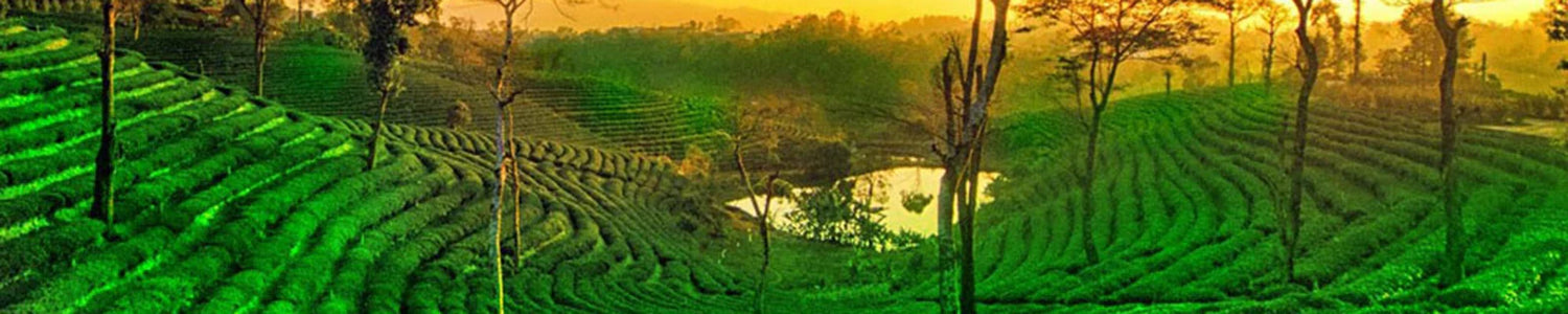 Darjeeling-Sikkim-Nepal Oolong Tea
